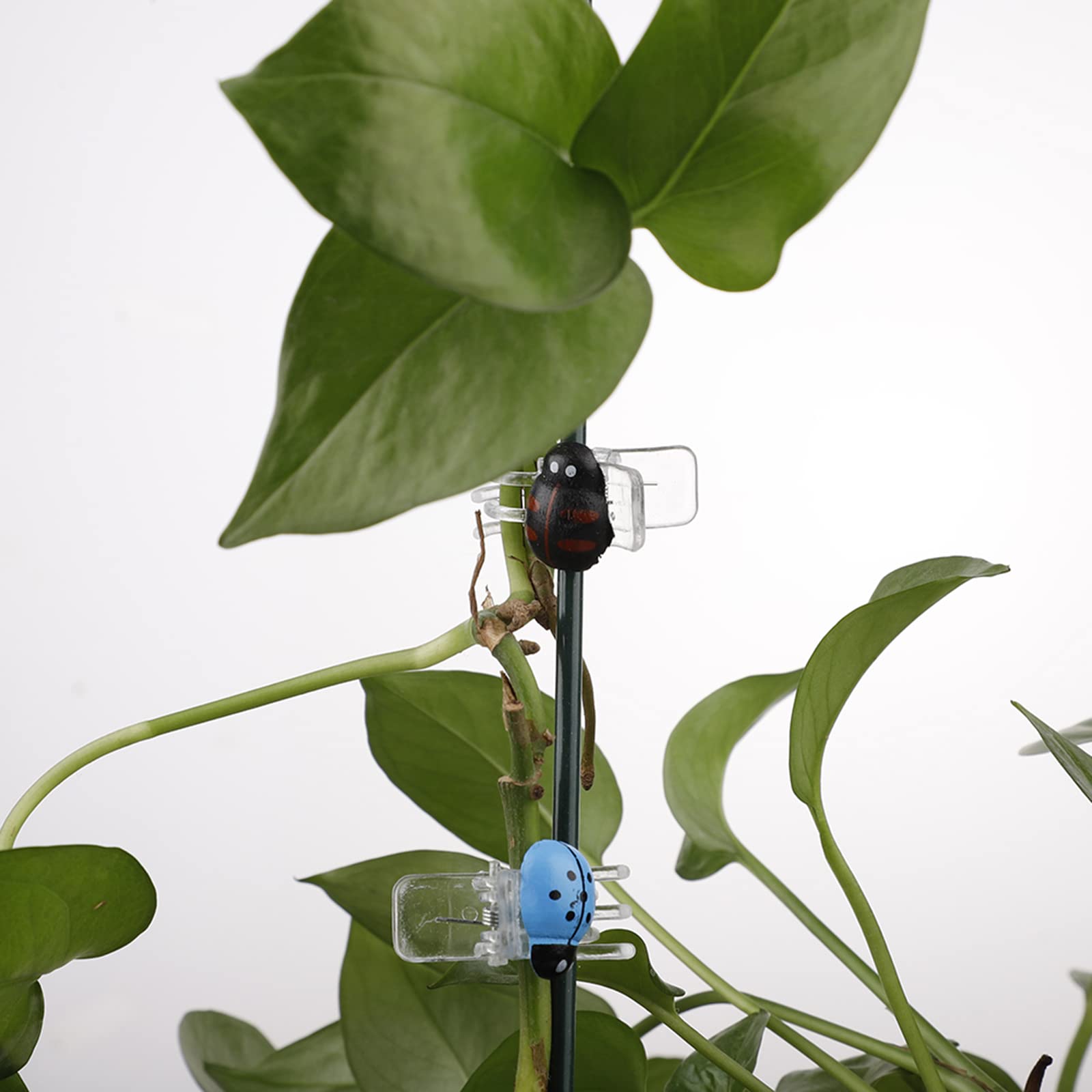Confezione Da 10 Clip Per Orchidee A Forma Di Coccinella – In Plastica Colorata, 2,3x1,2 Cm, Per Piante Rampicanti