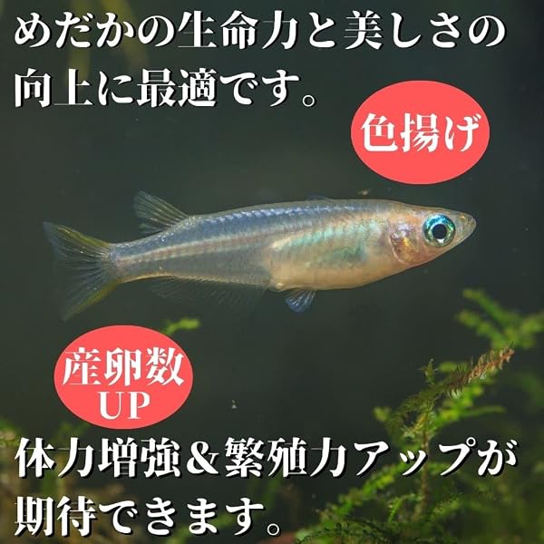 和香 タマミジンコ 生体 1g みじんこ メダカ 金魚 生クロレラ PSB 動画付 - 4