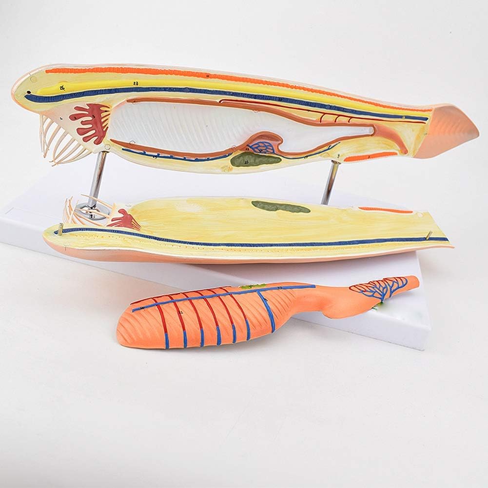 動物スケール除去モデル、文昌魚モデル、10倍倍率デザイン、ディプレーンモデルは研究と学習に非常に適しています