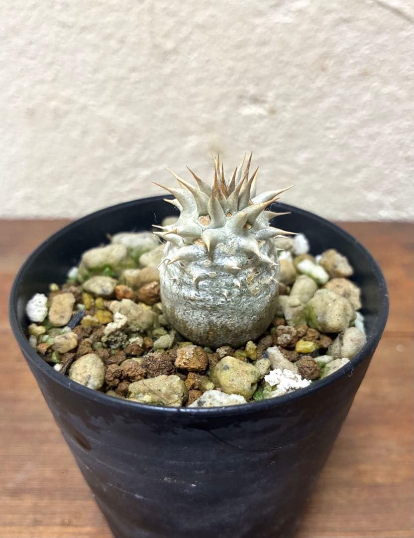Amazon｜塊根植物 パキポディウム ホロンベンセ｜観葉植物 オンライン通販