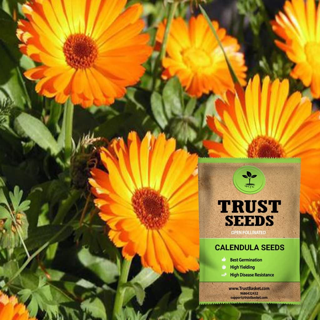 TrustBasket Premium Flower Calendula Seeds (Open pollinated) | Sow and Grow Fresh Healthy Seed in Your Garden Perfect for Home & Terrace Gardening High Germination Seeds (B072BV3GMB) Amazon Price History, Amazon Price Tracker