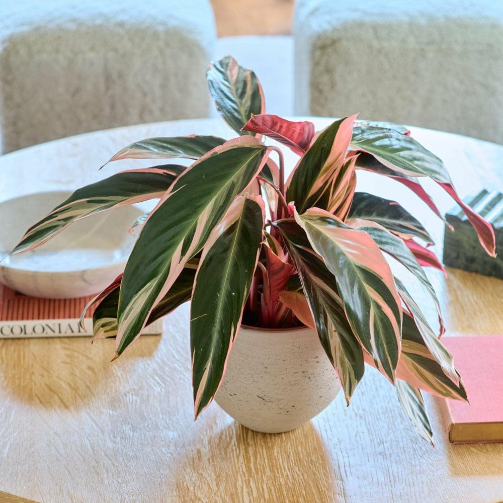 dracaena dragon Dracaena draco  Adplants