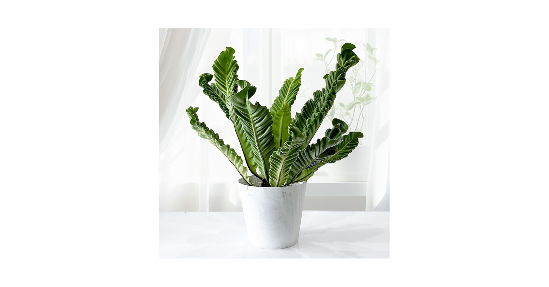 61sg45zP-zL.jpg_BO30,255,255,