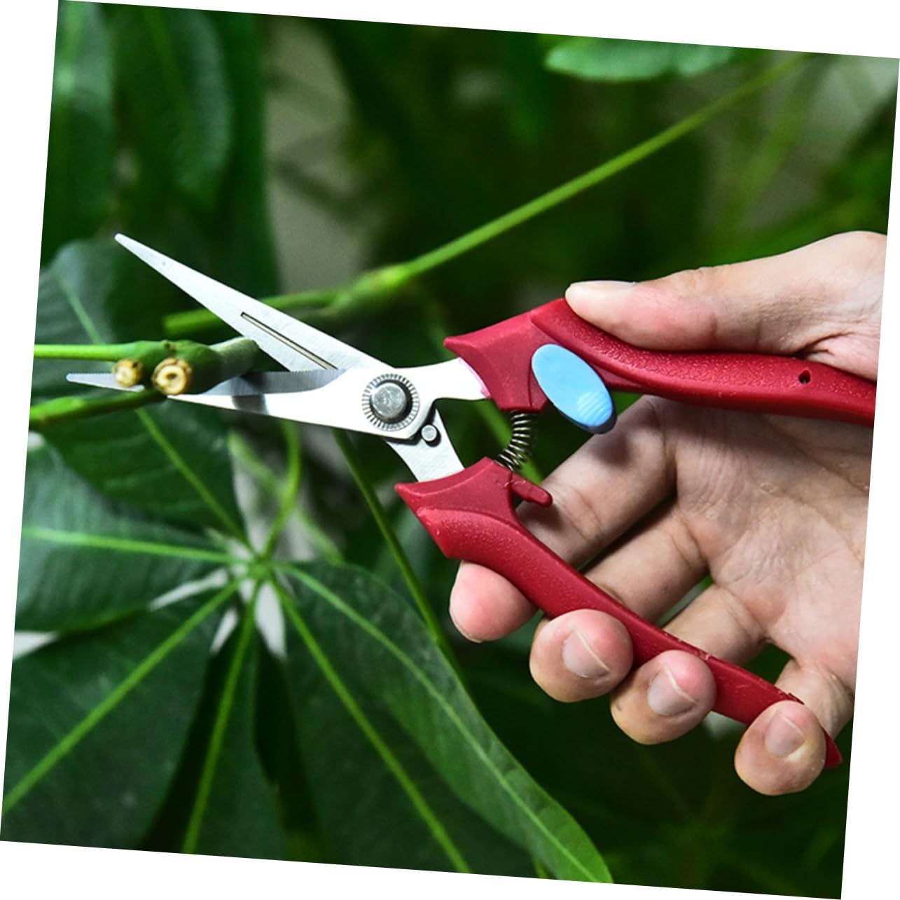 Toyvian 3 Stück Ergonomische Obstschneider für Präzises Trimmen Hochwertige Pflanzenschneider mit Rutschfesten Griffen für Gartenarbeiten