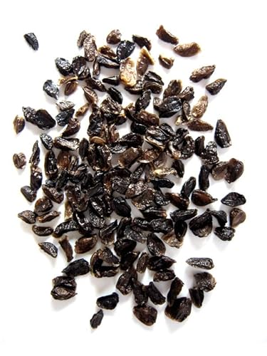 Blauer Eisenhut (Aconitum napellus) - ca. 20 Samen mehrjährige Heilpflanze Zierpflanze Giftpflanze