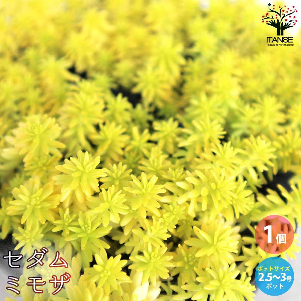 Amazon｜ITANSE セダム ミモザ 3号ポット 1個売り 多肉植物 学名