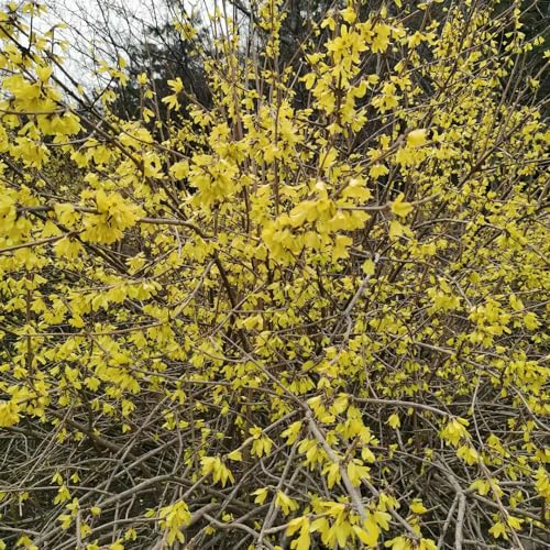 jazmín de invierno de jardín semillas pradera, sombra Jazmín nudiflorum inusuales, decoraciones otoños macizo, resistentes, con Semillas 300semillas