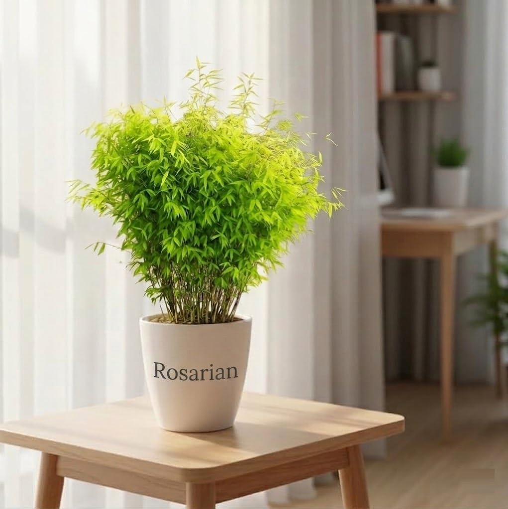 Live Golden Bamboo Grass Plant | Chinese Mini Bamboo Ornamental Plant for Home, Office, Terrace & Balcony Decoration | Healthy Plant | Pack of 1-image-44