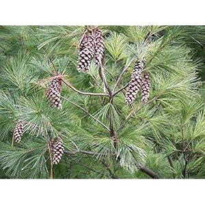 Portaal Cool Pinus Strobus Oostelijk Wit Pine – moltiplicare sementi in 7cm Pot Ideale Bonsai Soggetto