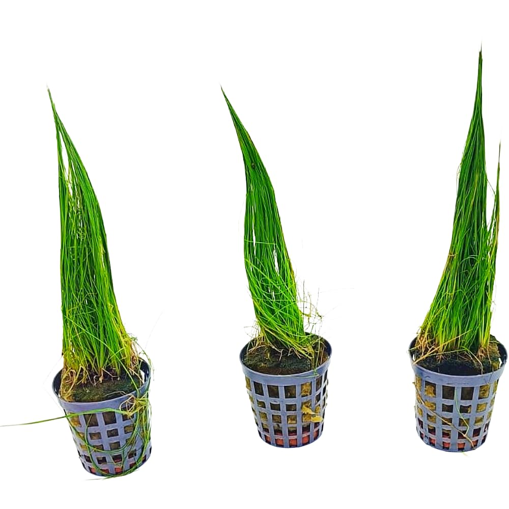 Eleocharis acicularis in Vasetto – Pianta Tappezzante per Acquario Dolce | Singola o Tris | Ideale per Primo Piano (Tris, 3, unità)