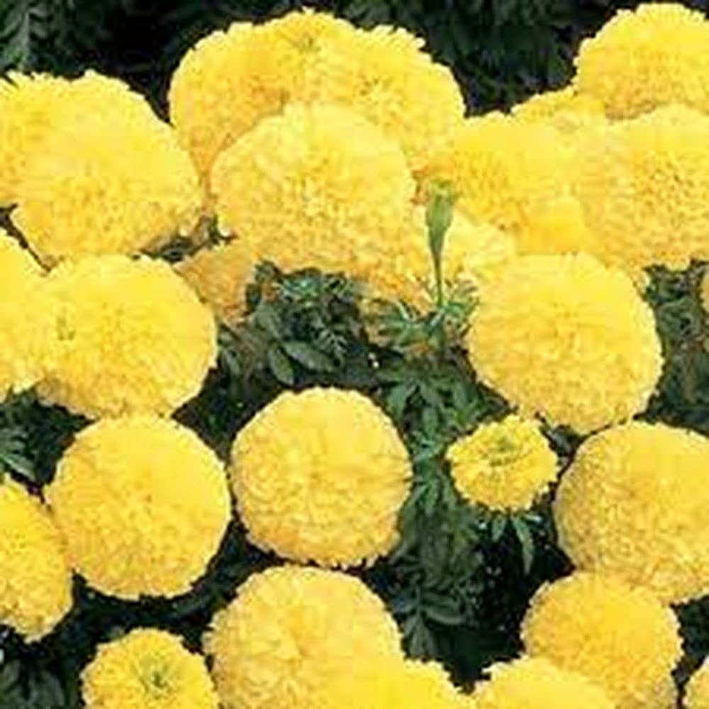 See full amazon price history chart for PLANTOGALLERY Flower Seeds | Marigold Inca yellow | Dwarf Variety | F1 Hybrid | Flower Seeds | For Home Garden | Pack of 50 Seeds (PL-SEEDS-515) PLANTOGALLERY Flower Seeds | Marigold Inca yellow | Dwarf Variety | F1 Hybrid | Flower Seeds | For Home Garden | Pack of 50 Seeds (PL-SEEDS-515) (B09B2MD662) Amazon Price History, Amazon Price Tracker