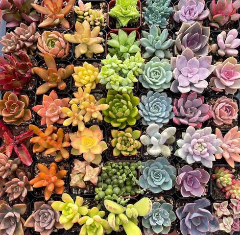 100pcs Mixed Succulent Plant Seeds