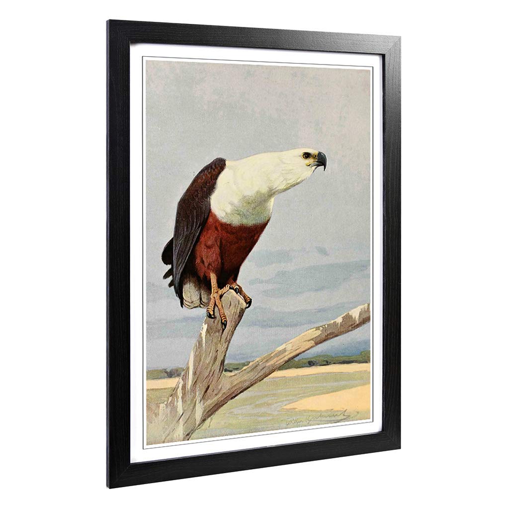 Big Box Art Framed Print of Vintage W Kuhnert African Fish Eagle Design | Wall Art Picture | Home Decor for Kitchen, Living Room, Bedroom, Hallway, Black, A2 / 24.5x18 Inch / 62x45cm