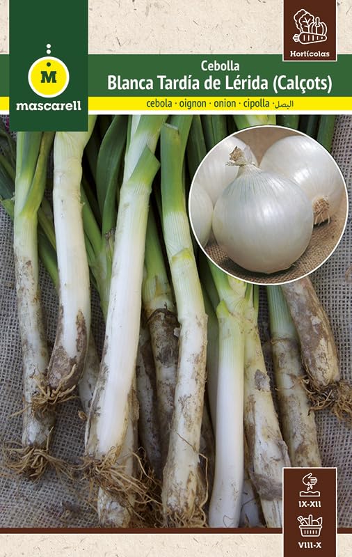 Mascarell Semillas, CEBOLLA, Semillas Huerto, CEBOLLA BLANCA TARDIA DE LERIDA (CALÇOTS), Crea tu Propio Huerto Urbano y Cultivo en Casa, Plantas Hortícolas, 3 Gramos