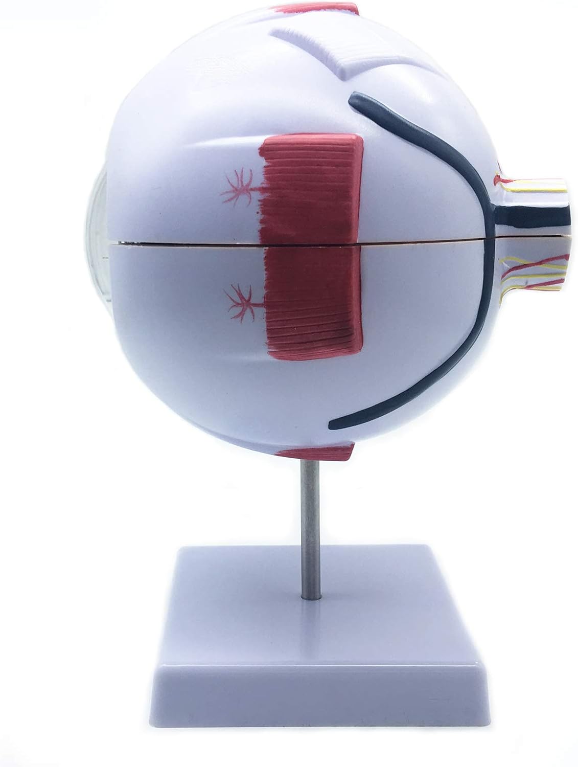 XINDAM 6X Enlarged Human Eye Anatomical Model - Accurate Anatomy for Science Classroom Study, Display, Teaching Medical Model