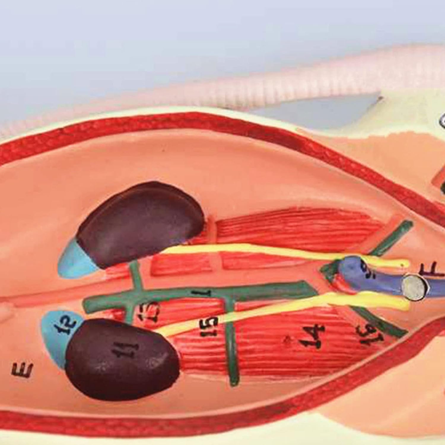 1 szt. Model anatomiczny myszy do zastosowań w opiece zdrowotnej – do szkoleń z zakresu weterynarii i biologii