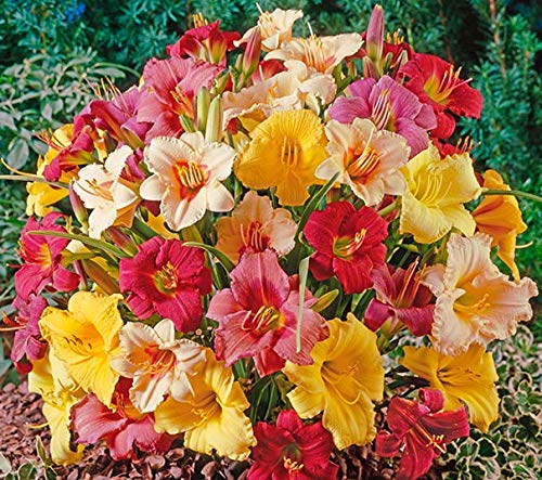 Plantogallery® Flower Bulbs | Day Lily Bulbs/Hemerocallis Lily | Multi-Color Flower Bulbs | Variety Imported Bulbs | | Bulbs for Gardening | Pack of 5 Bulbs (B084YZCBT6) Amazon Price History, Amazon Price Tracker