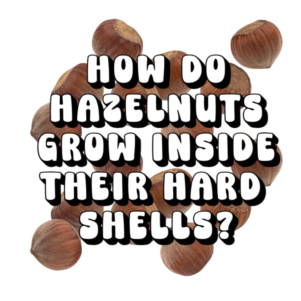 How Do Hazelnuts Grow Inside Their Hard Shells?
