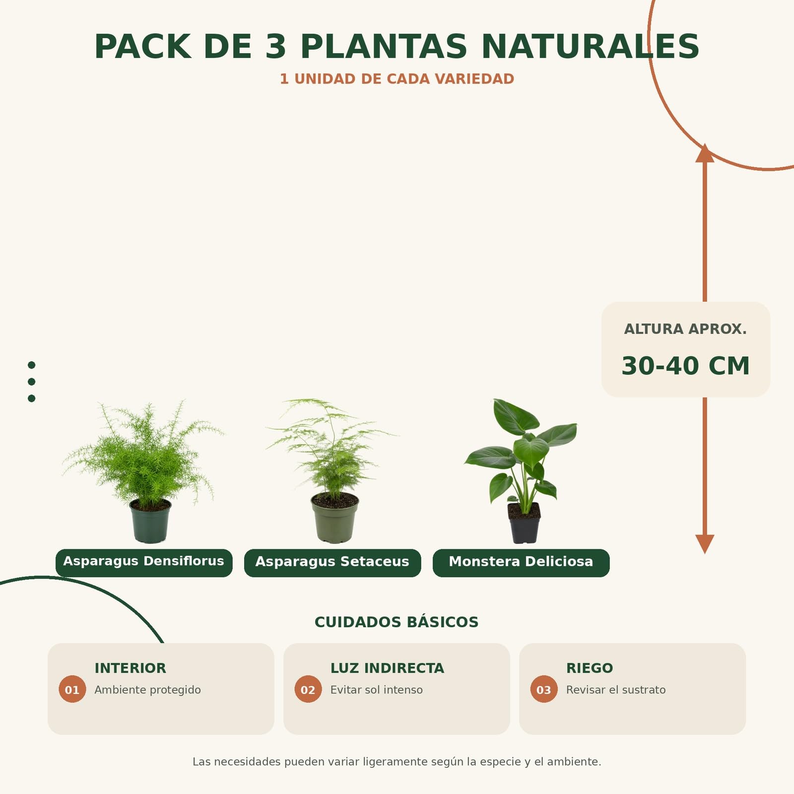 DECOALIVE Pack 3 Plantas Naturales: Follajes y Texturas