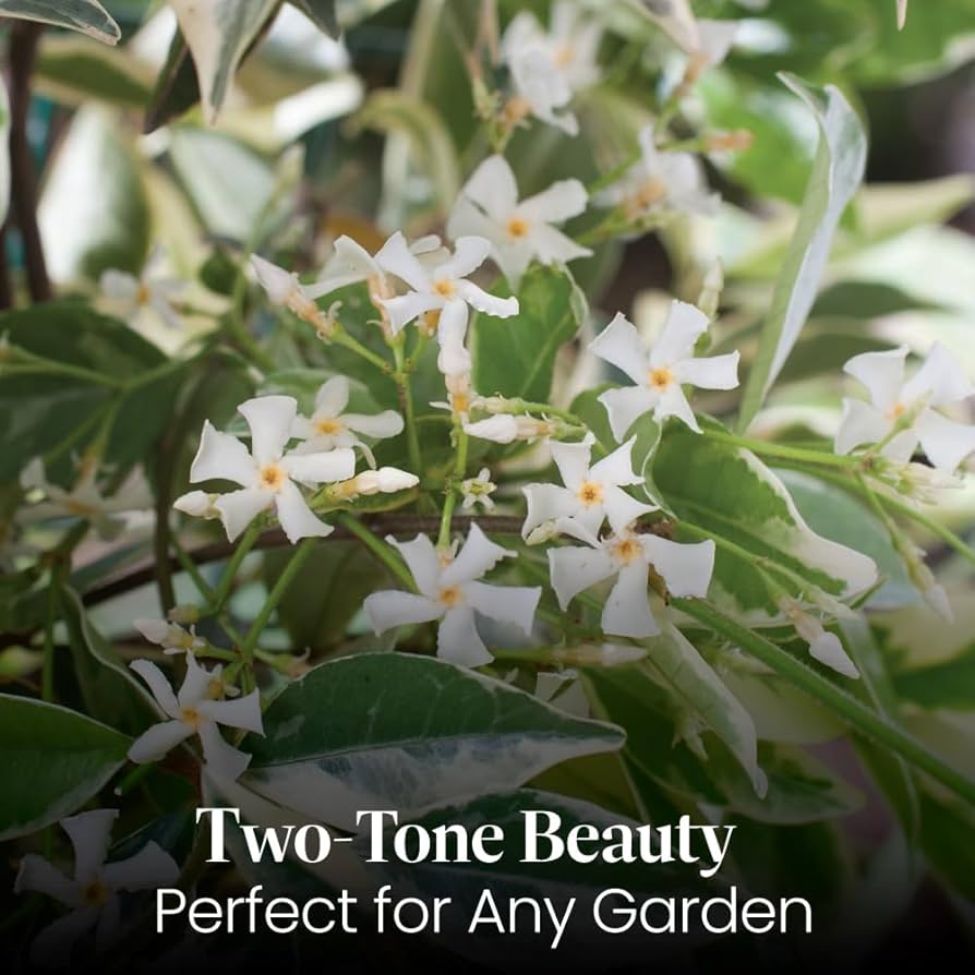 ガーディニア　 　　　　　ジャスミン 　　　　　ネルロ 　　　　　ウィスパー ガーディニア ジャスミン ネルロ ウィスパー Amazon.com : 2