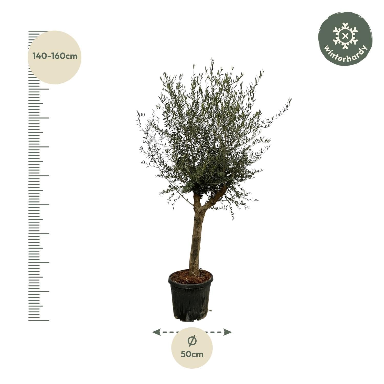 Drzewo oliwne Olea Lorc – ok. 200 cm wysokości – Ø 45 cm – śródziemnomorska roślina pokojowa i ogrodowa – wiecznie zielona i łatwa w pielęgnacji – do słonecznych miejsc
