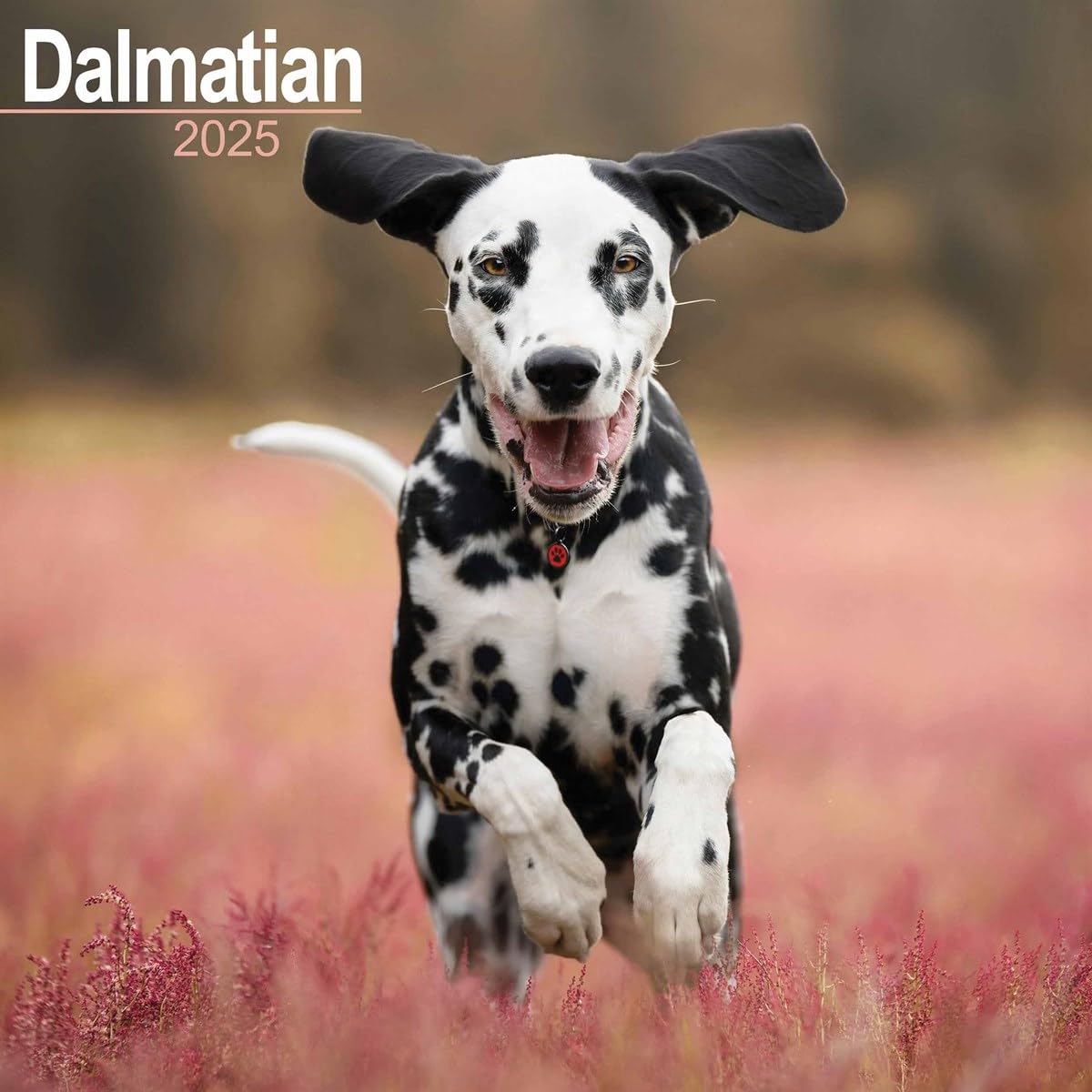 Dalmatian 2025 Square Wall Calendar | Dog Breed Calendar