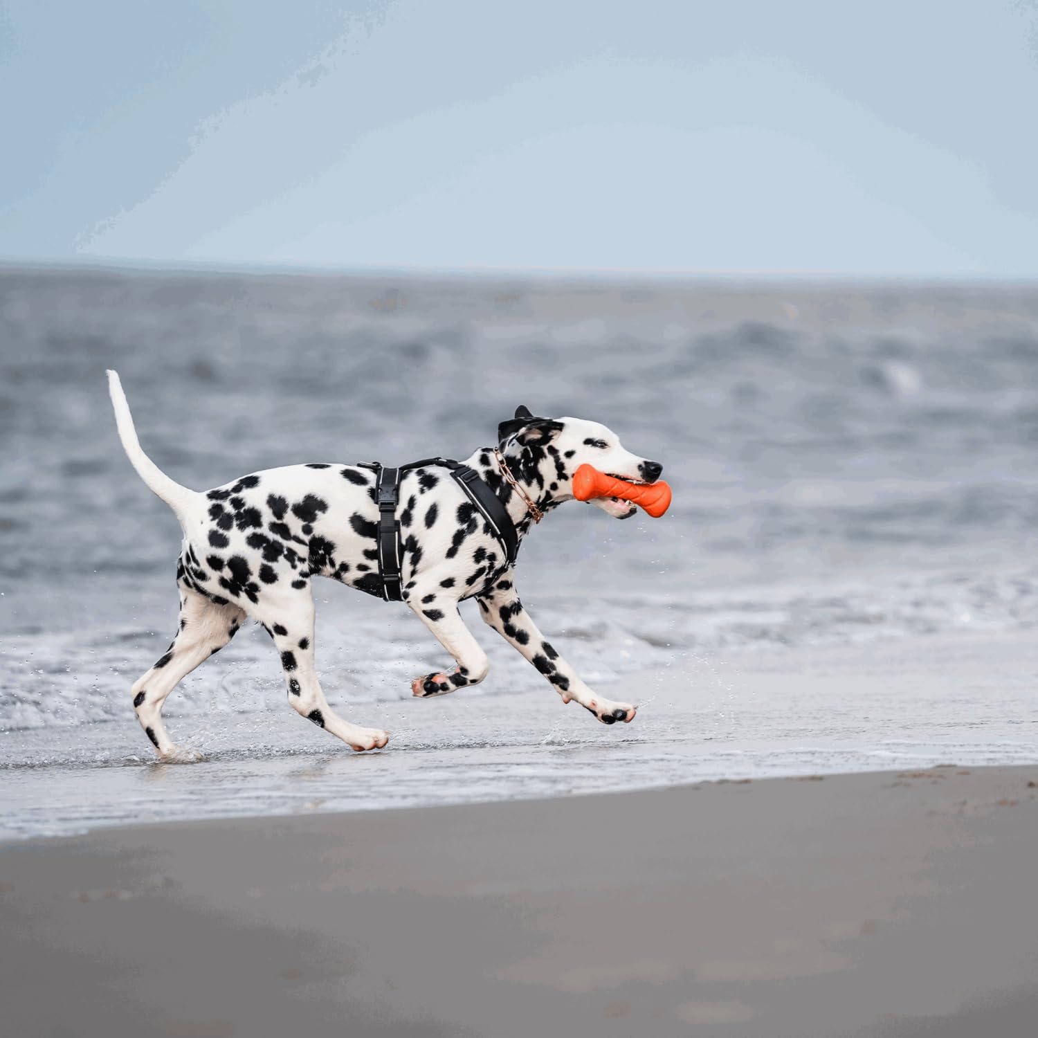 Sprenger Y-Geschirr 2.0 Hundegeschirr, Größe XL – reflektierend, Softshell-gepolstert, stufenlos verstellbar, Schwarz