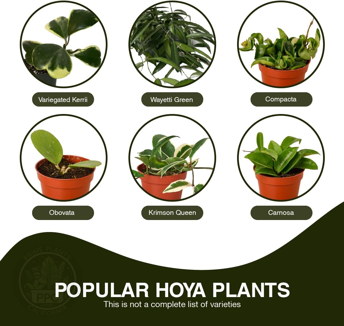 Hoya Plants Live Houseplants - Two 4" Pots Variety Assortment - 2 Pack Live Hoya Plants - Pet Friendly Plants - Air Purifying Plants - CA Seller (Pack of 2 Hoya Plants)