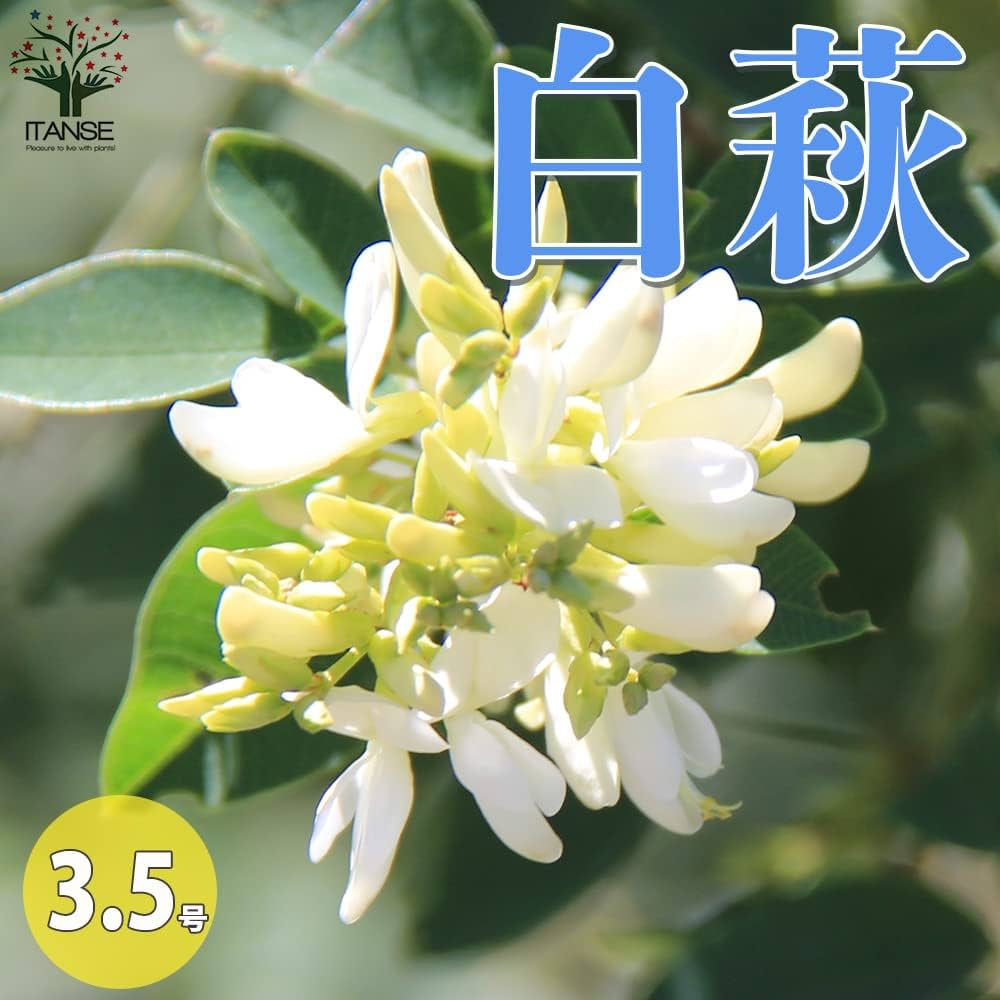 Amazon.co.jp: 白萩(シロハギ) 3.5号【品種で選べる花木苗/1個売り