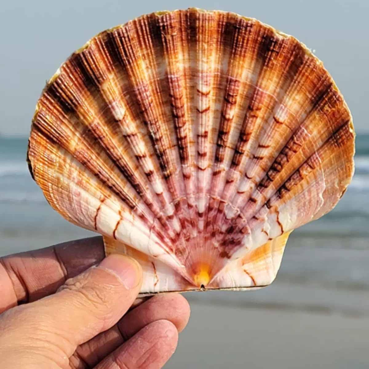 Conchas., Grandes Conchas de mar Naturales for Adornos decoración del Suelo hogar Acuario Paisaje(10~11CM)