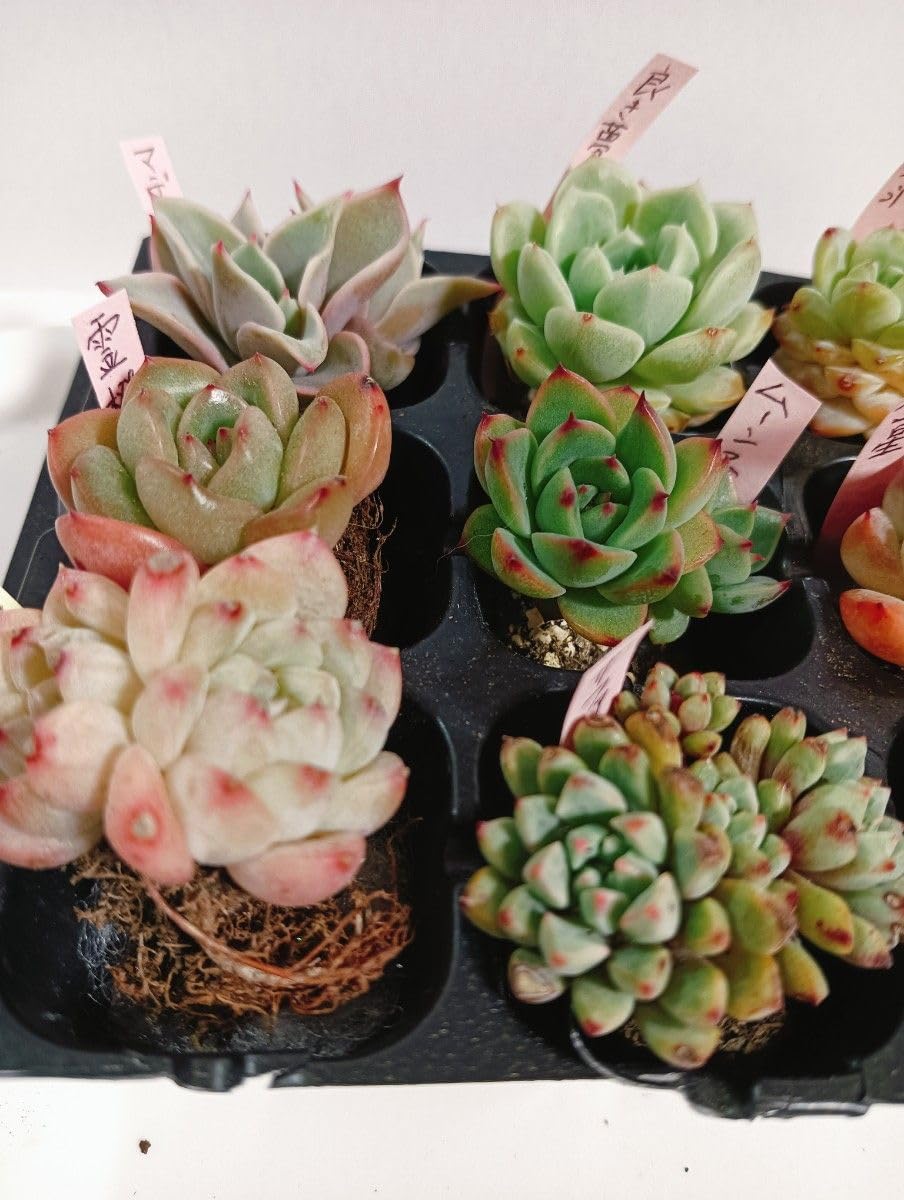Amazon｜12種類多肉植物根付きセット エケベリア｜観葉植物 オンライン通販