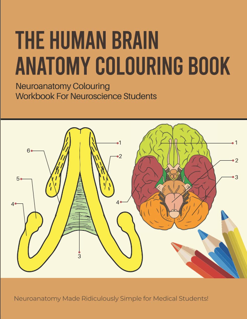 The Human Brain Anatomy Colouring Book: Neuroanatomy Colouring Workbook For Neuroscience Students: Neuroanatomy Made Ridiculously Simple for Medical ... Exploring the Brain Gifts for Neuroscientist