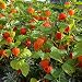 Outsidepride Chinese Lantern - 1000 Seeds