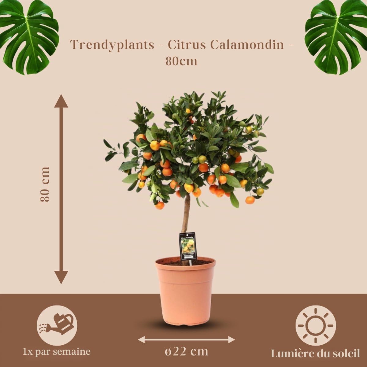 Trendyplants - Citrus Calamondin - Oranger - Plante de jardin - Hauteur 70-90 cm - Taille du pot Ø22cm
