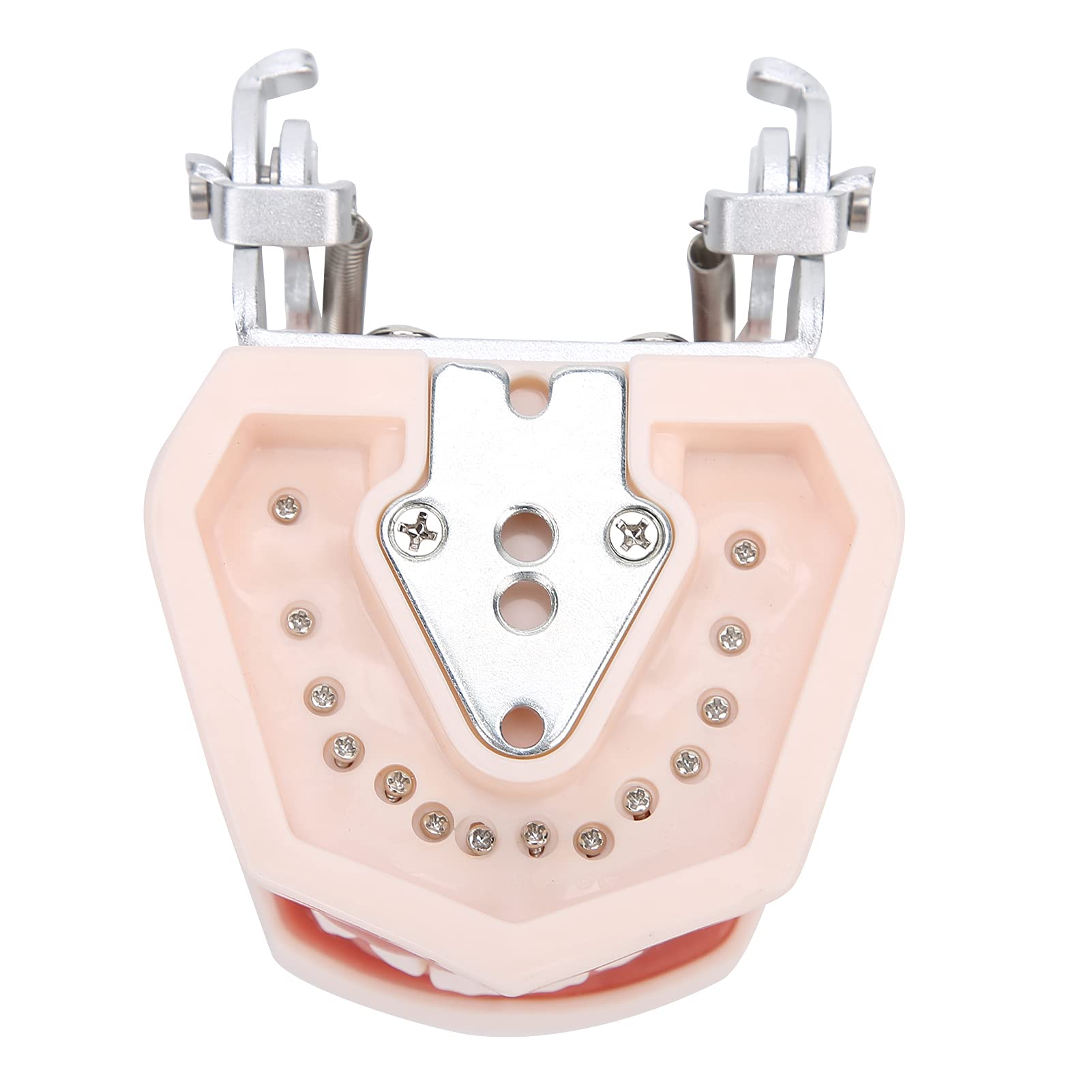 Modelo de dientes estándar de enseñanza con destornillador para práctica de tipodonto