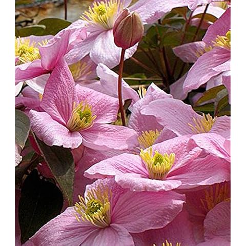 Clematis Montana 'Rubens' 15cm deep Pot Size Cover