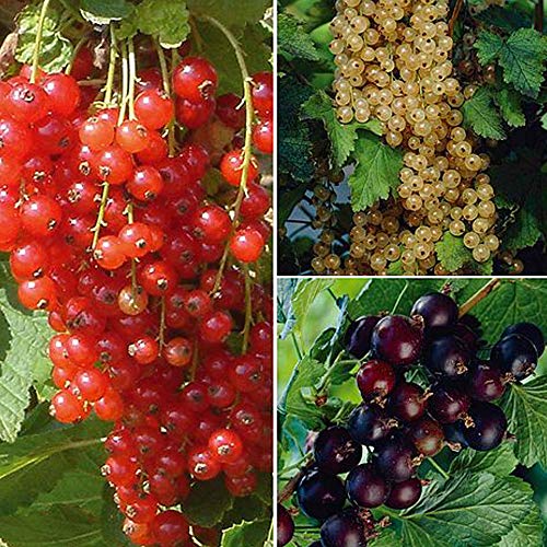 Image of Currant Collection, Hardy Shrub, 3 Bare Root Collection by Thompson and Morgan