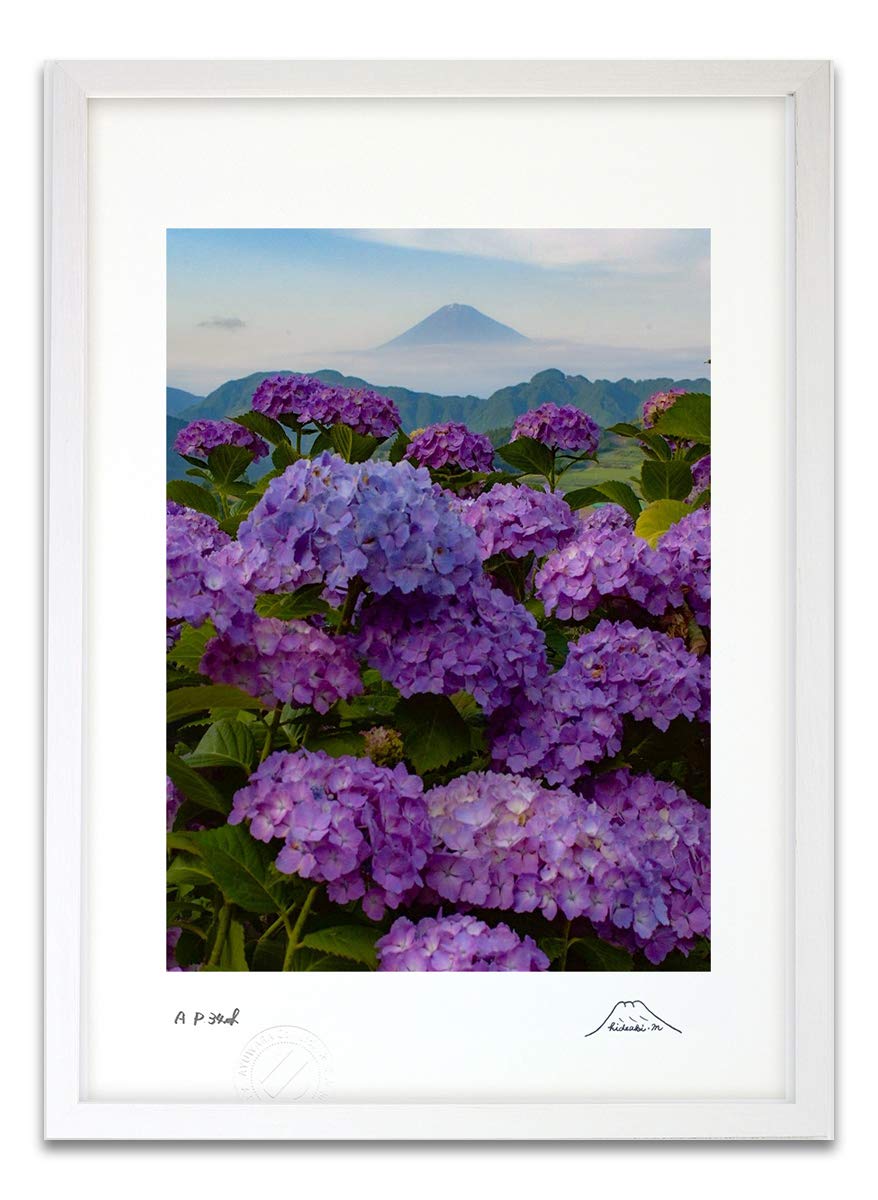 Amazon.co.jp: 版画 絵画 紫陽花と富士 富士山インテリア 壁掛け 風景