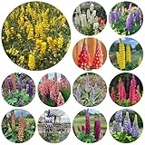 Las semillas de altramuz son perennes y resistentes cortadas, sombra altramuces de altramuz de jardín de rocas resistentes, 300pcs