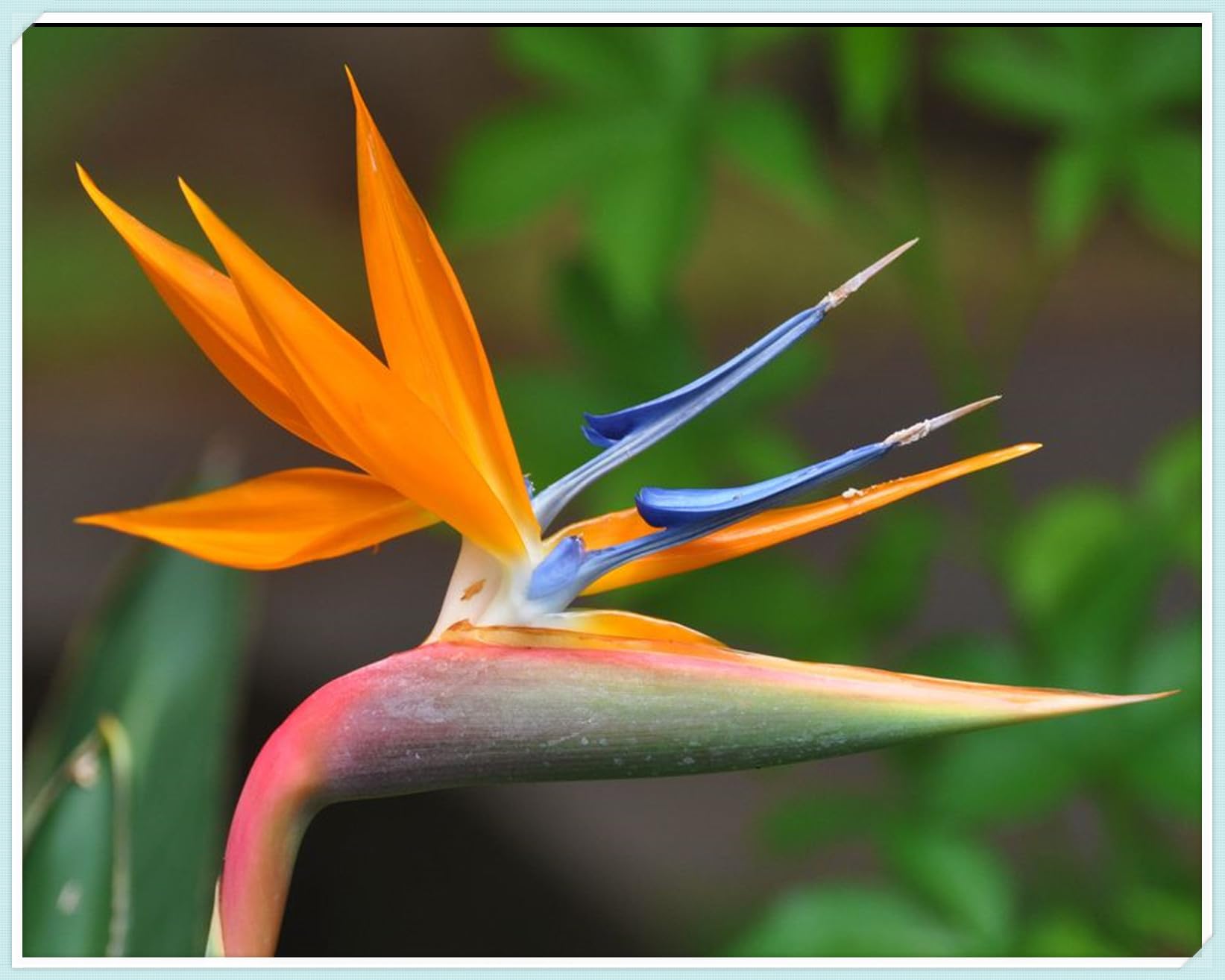 Cut Flowers,Strelitzia Bulbs, Excellent Display, Greening Flower, Bird of Paradise Plant Bulbs,Natural Organic, Good for Containers-3 Bulbs-A