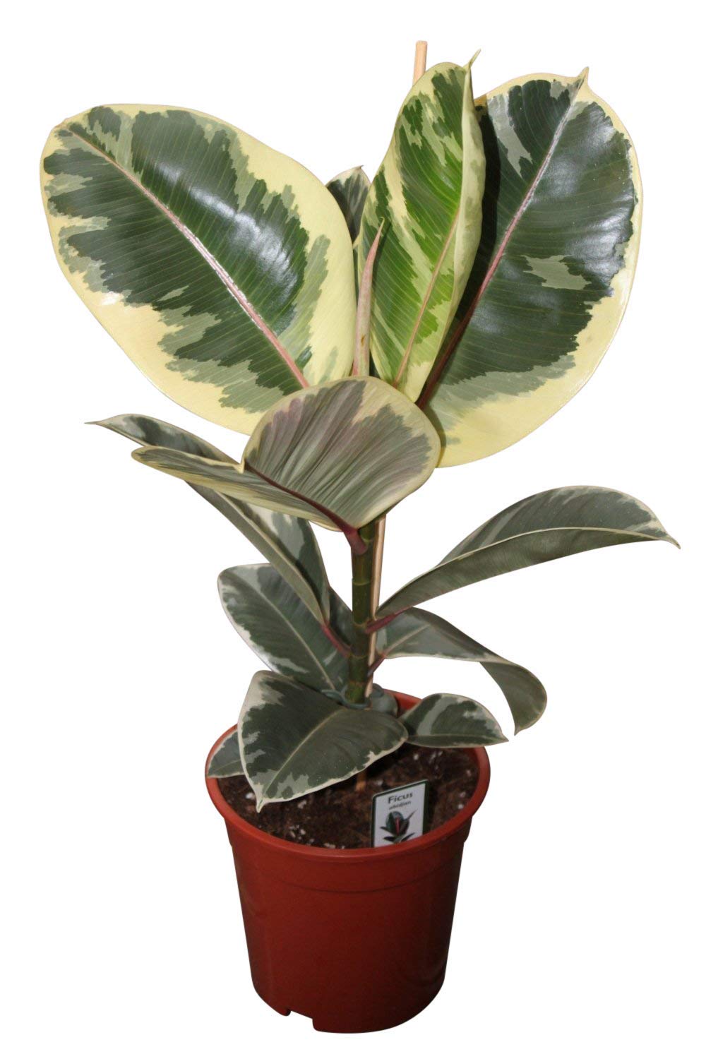 variegated rubber plant best indoor air purifying plant include pot (B08FGCNBNF) Amazon Price History, Amazon Price Tracker