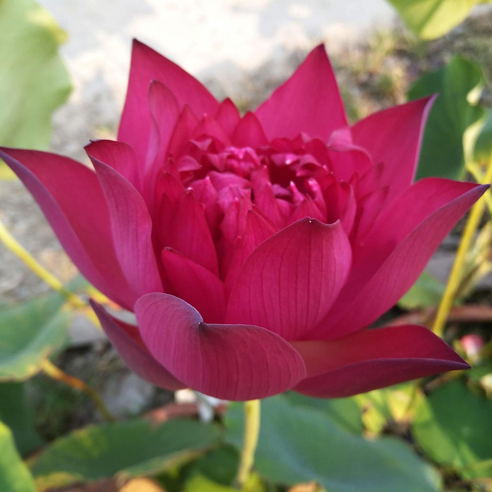 KOqwez33 Flower Garden Decoration 10Pcs/Bag Nelumbo Nucifera Seeds High Germination Easy to Plant Red Bloom Living Room Flower Seeds for Balcony - Water Lily Seeds