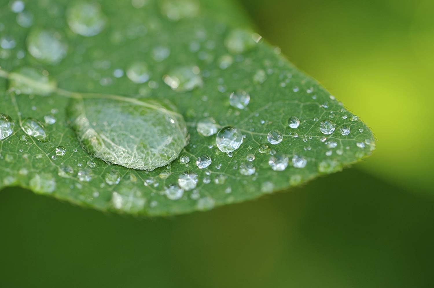 10x High Definition 2 Element Close-Up (Macro) for Nikon D3400, D3500, D5500, D5600 with DX NIKKOR 18-55mm f/3.5-5.6G VR and Sony Alpha Cameras (55MM)