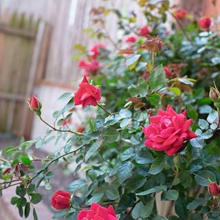 Gim Jack Galaxy Live Live Rare Red Rose Climbing Live Flower Plant For Indoor and Gardening (Red Rose plant) With Pot