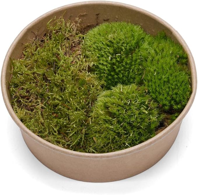 Moss Bundle for Terrariums