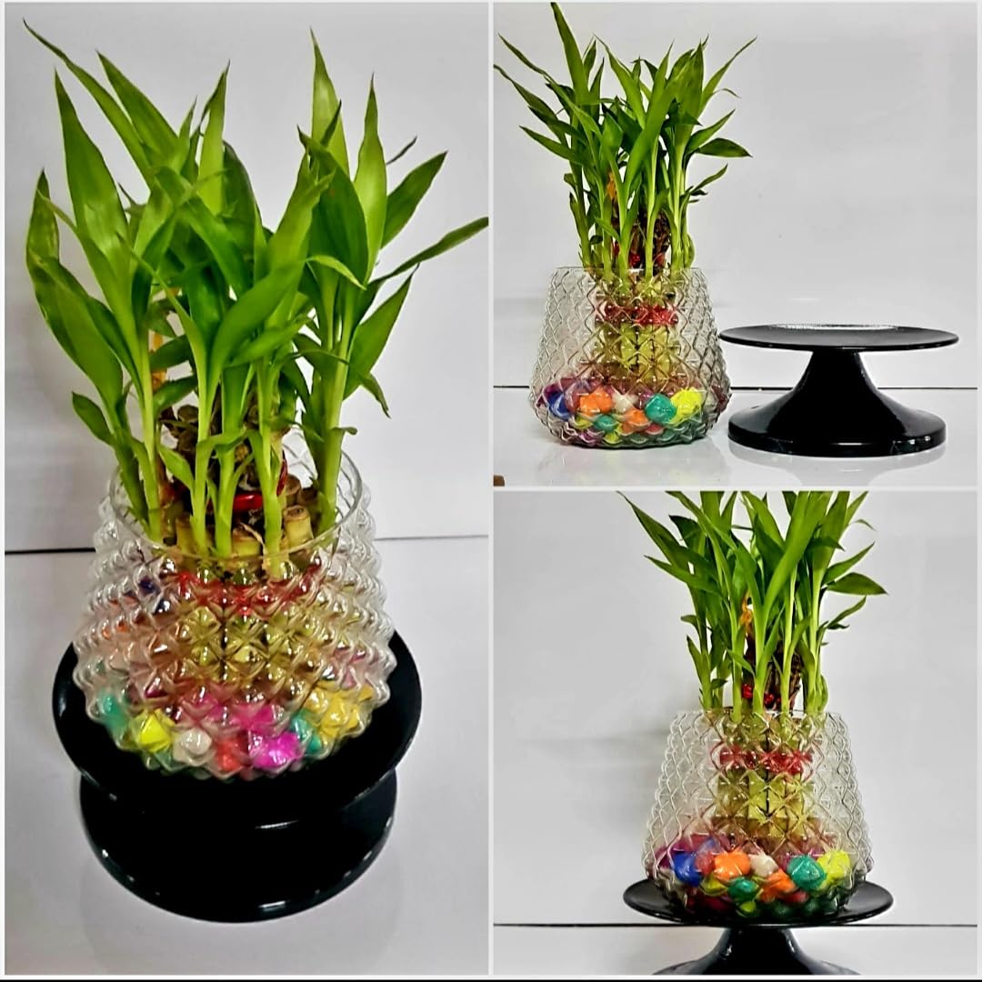 See full amazon price history chart for R.R.V. INTERNATIONAL 2 Layer Lucky Bamboo Plant with Metal Base & Glass Vase For Office | Home Decor Live Plant For Indoor R.R.V. INTERNATIONAL 2 Layer Lucky Bamboo Plant with Metal Base & Glass Vase For Office | Home Decor Live Plant For Indoor (B0BSFLKBJN) Amazon Price History, Amazon Price Tracker