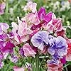 Sweet Pea Seeds for Planting - 500+ Beautiful Flowers to Plant in Your Garden - Non-GMO Heirloom Flower - Fragrant Blooms #1