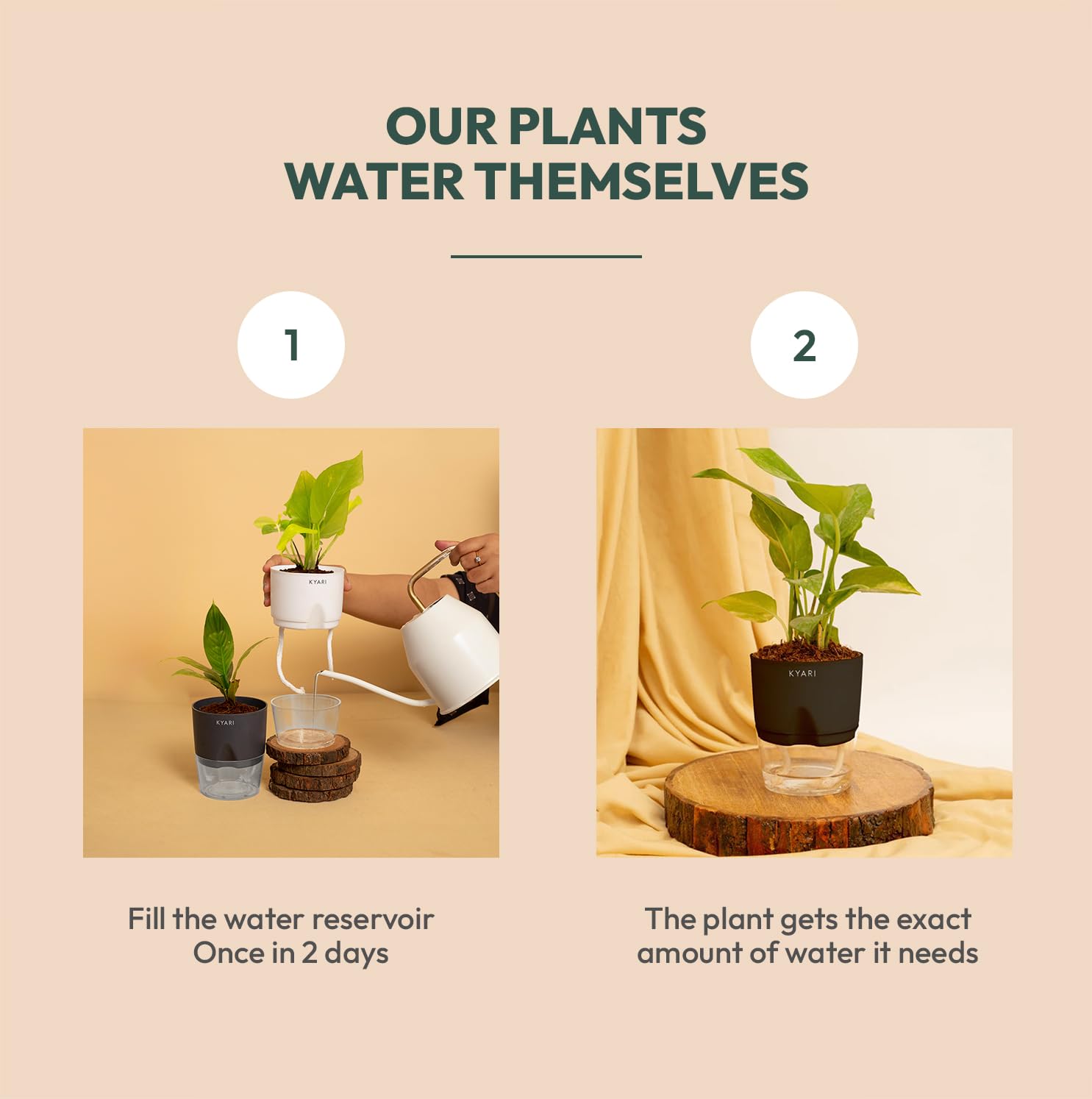 KYARI Good Luck Money Variegated Live Plant with White Self Watering Pot - Small 4 Inch - Image 4 thumbnail