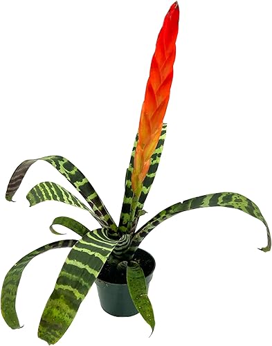 Plantas vivas  Bromeliad Vrisea Splenriet, maceta de 4 a 8 pulgadas en 4 pulgadas  1 unidad  Llegada viva garantizada  Plantas de interior para