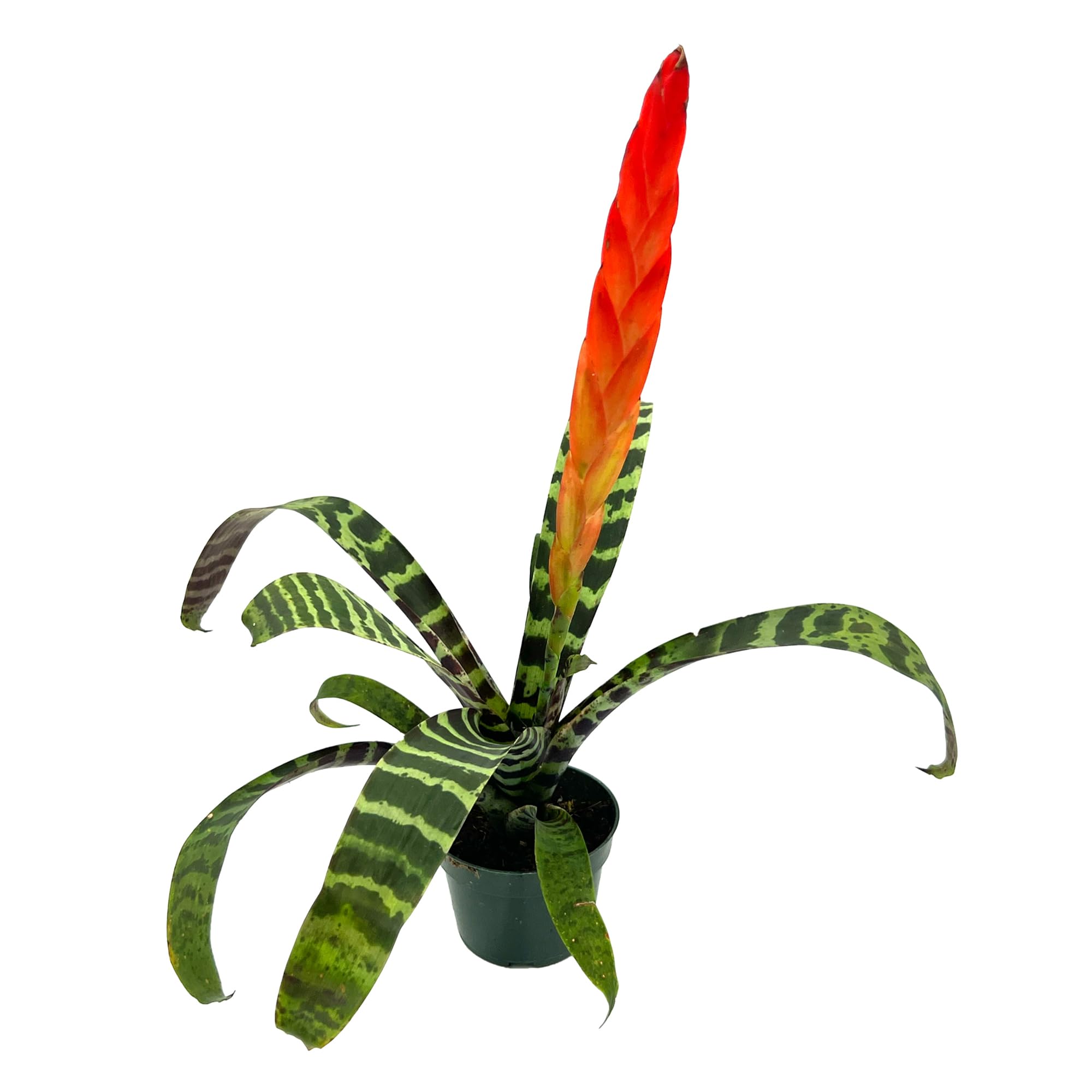 Live Plants – Bromeliad Vrisea Splenriet, 4-8" in 4" Pot - 1ct - Live Arrival Guaranteed - House Plants for Home Decor & Gift